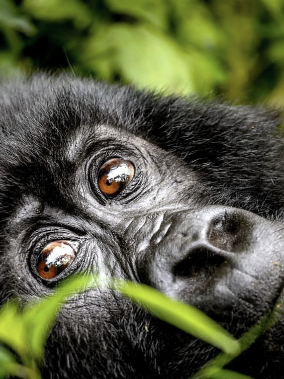 Gorilla closeup