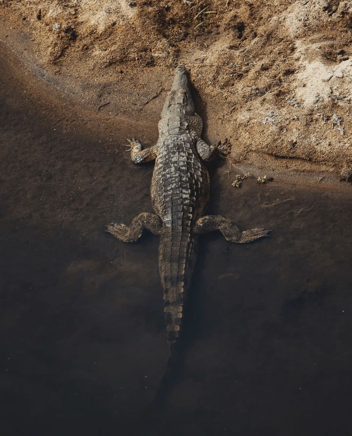 Nile Crocodile, Kruger