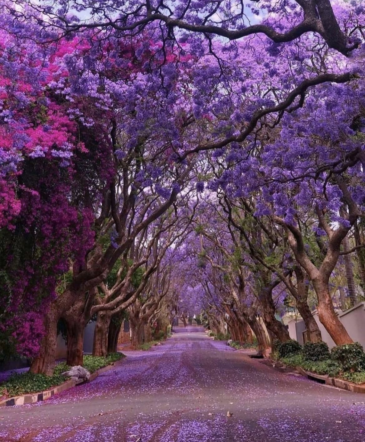 Jacaranda Trees, Joburg - The Best Time Of Year To Visit Johannesburg