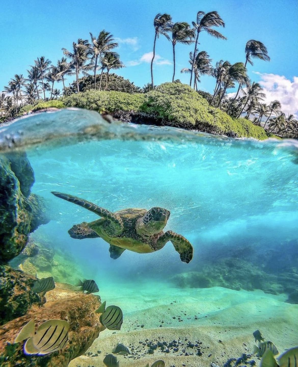 Sea turtle, Oahu