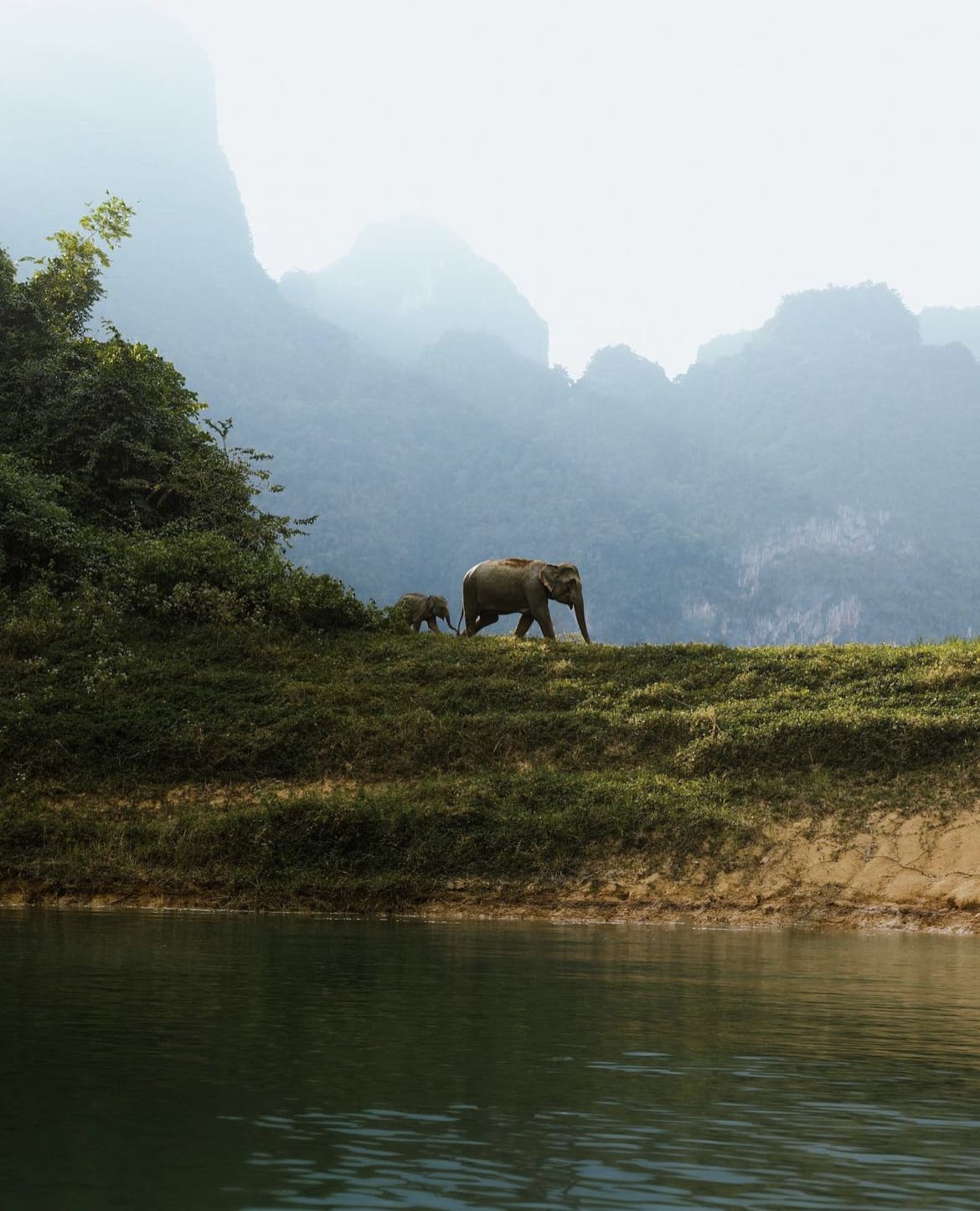Elephants in Khao Sok National Park
