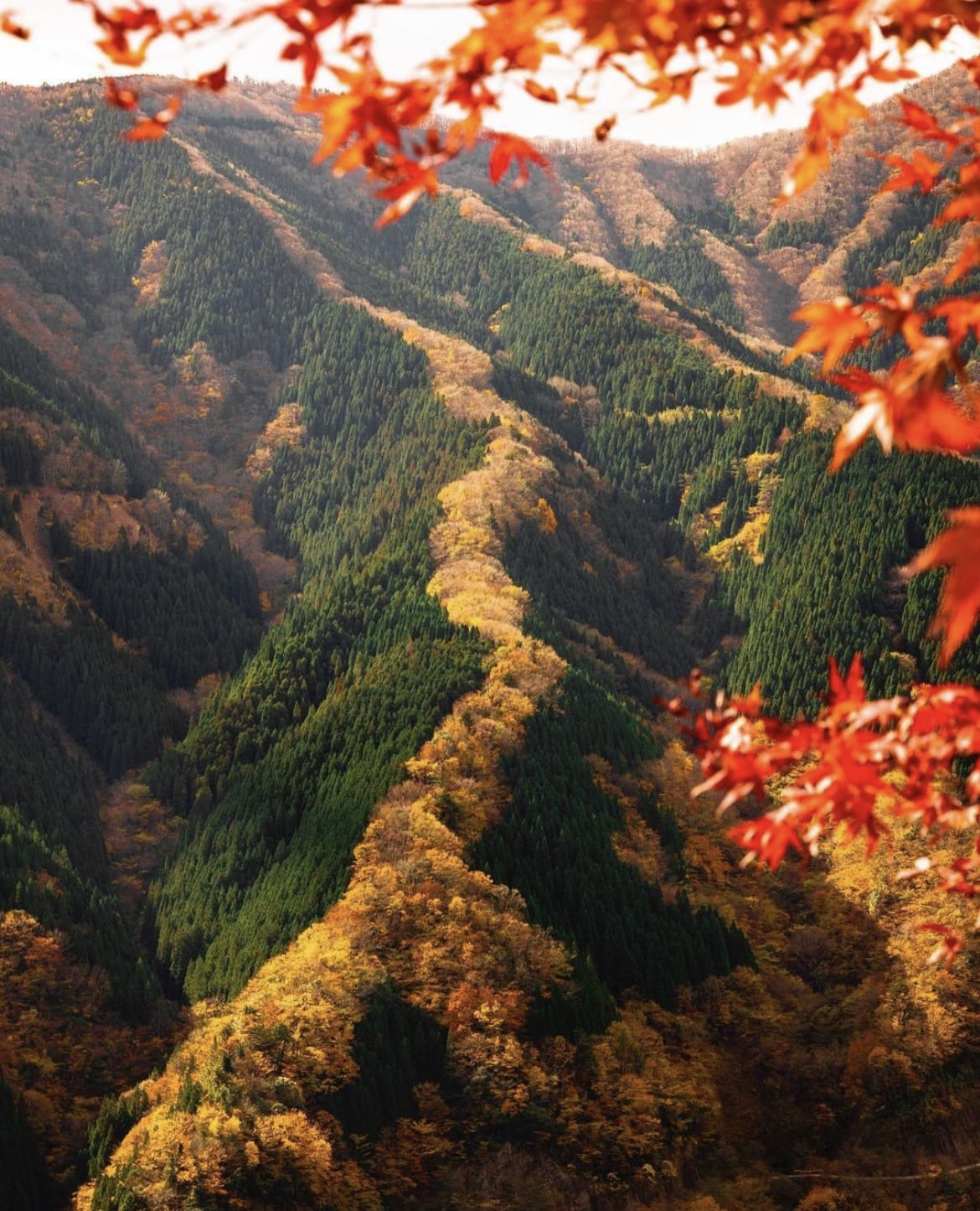 Autumn colours in Yoshino-Kumano National Park