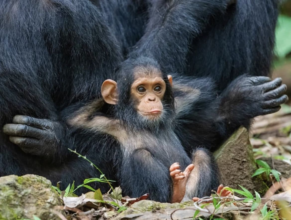 Baby chimp posing