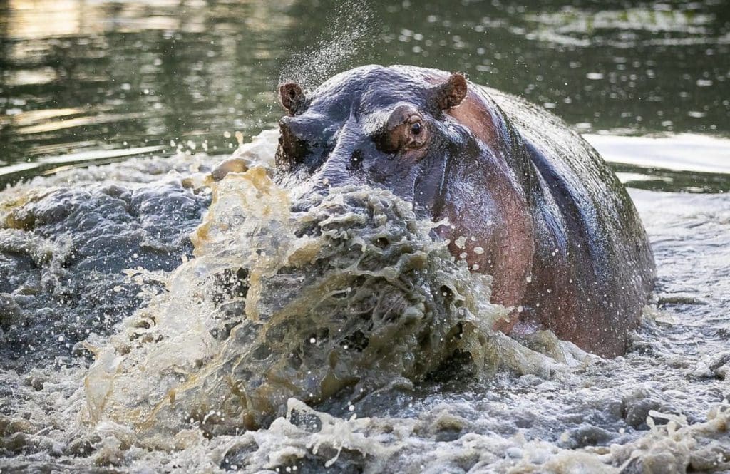 How Fast Can A Hippo Run? | Wildest