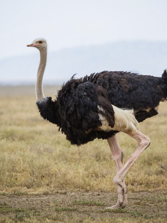 African ostrich