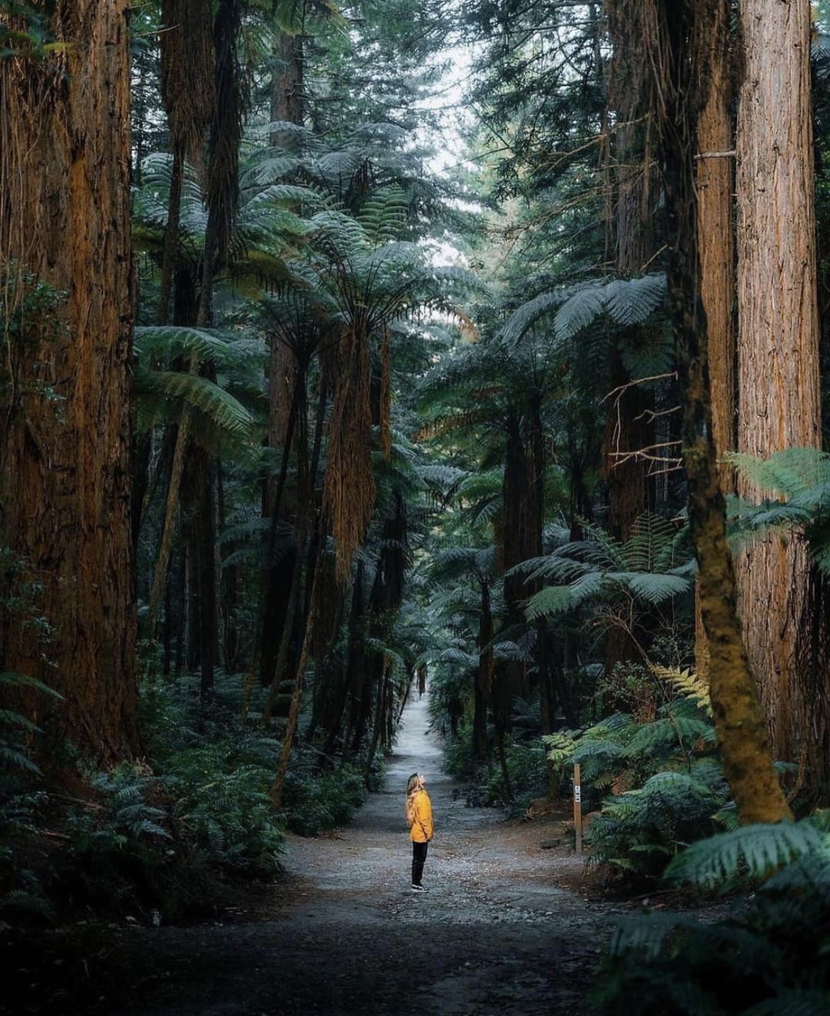 Rotorua Redwoods