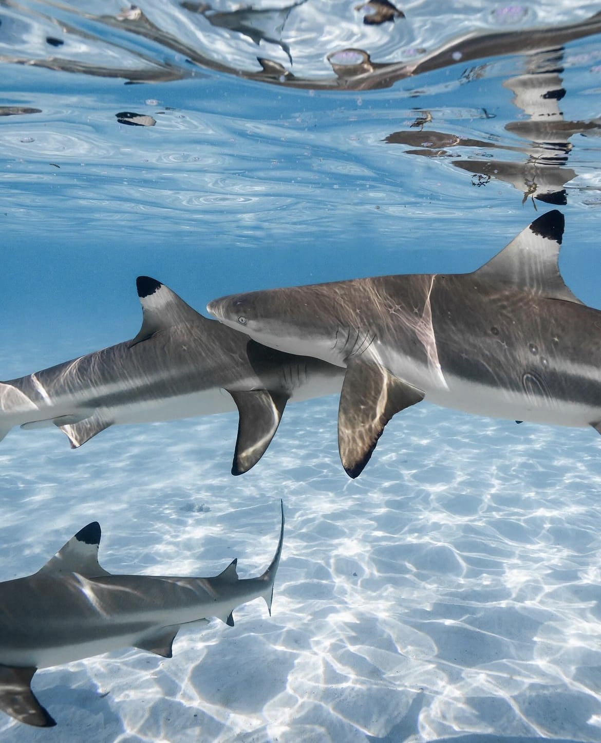 Moorea: Shark and Ray Encounters