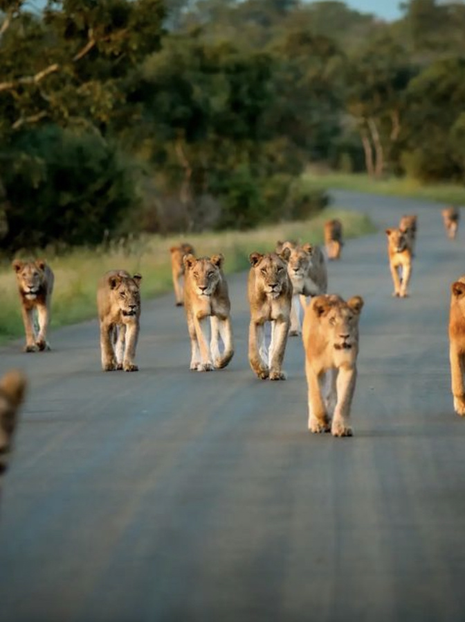 A typical lion sighting in Kruger National Park