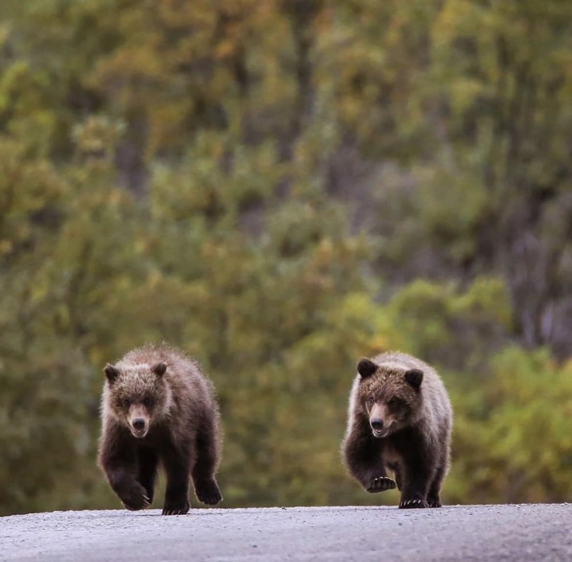 Bears in the road