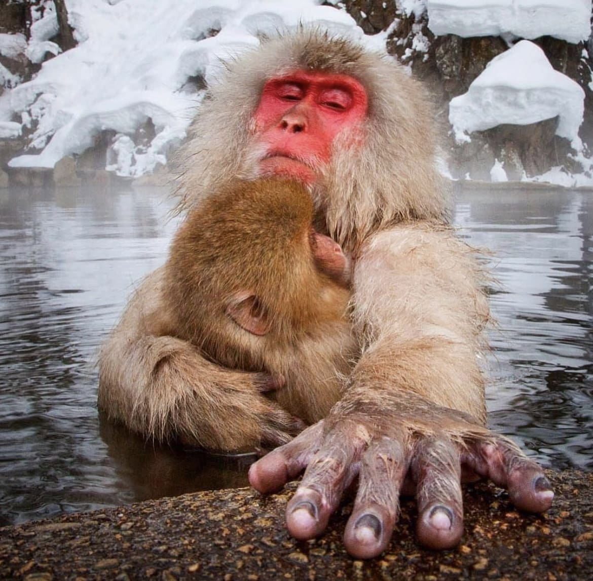 Japanese Macaque in a hot spring