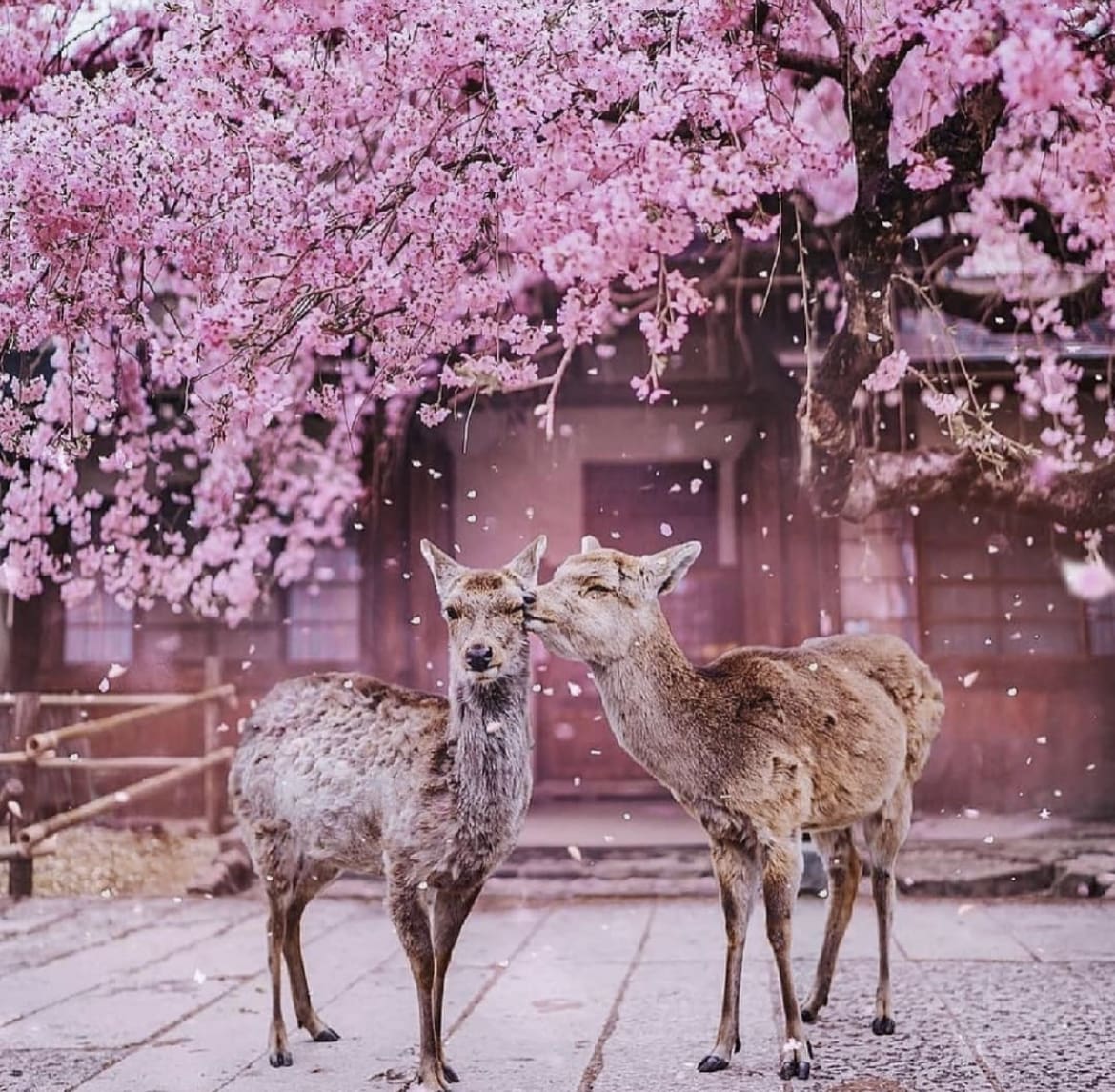 Nara's Sacred Shika Deer - 20 Awesome Animals in Japan
