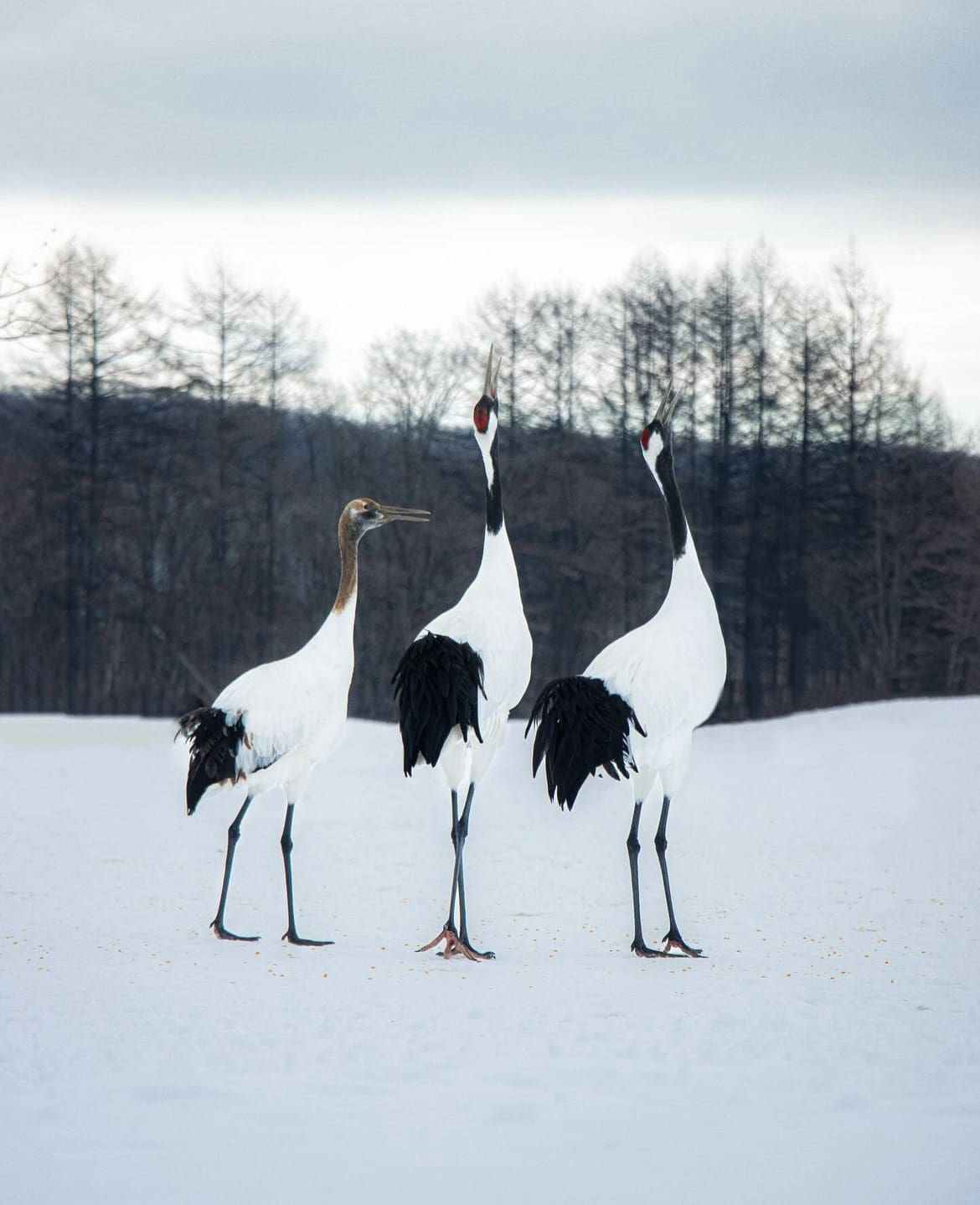 Red-Crowned Cranes, Japan - 20 Awesome Animals in Japan