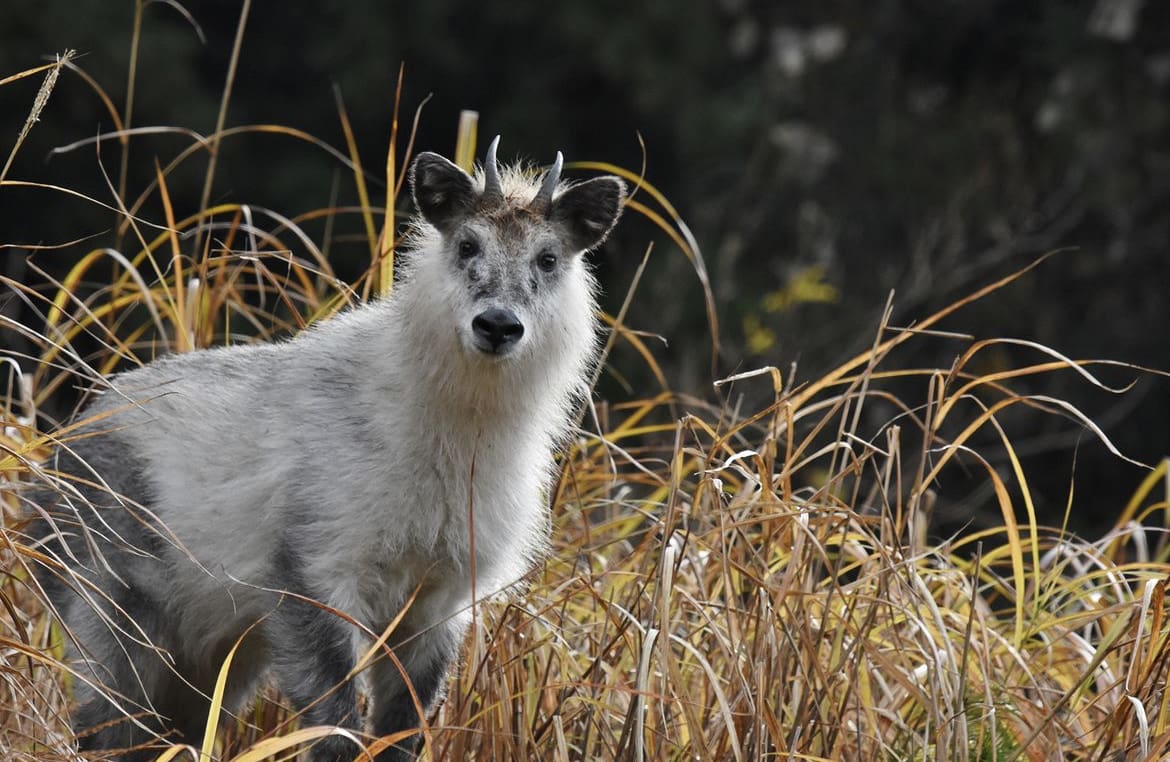 Japanese Serow - 20 Awesome Animals in Japan