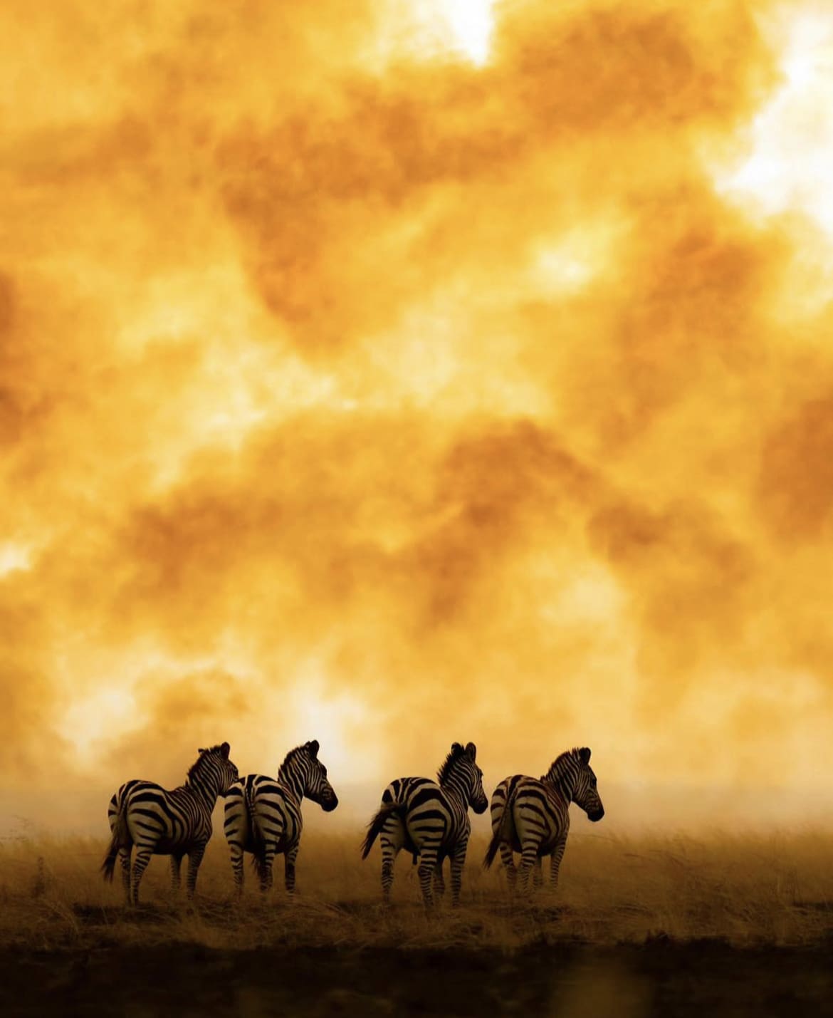 Zebras facing into a wild fire in Kenya