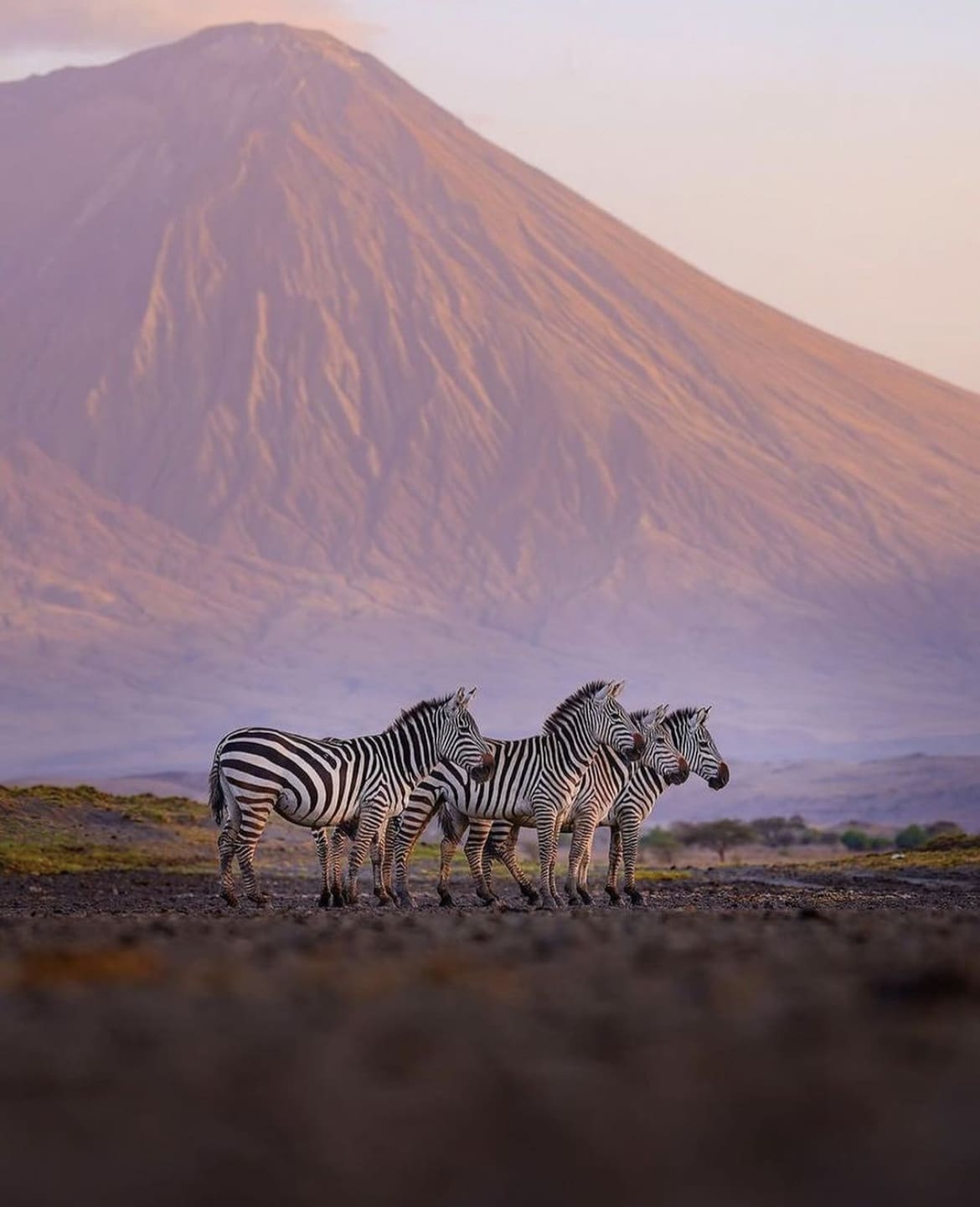 Zebras in the shadow of Mount Kilimanjaro
