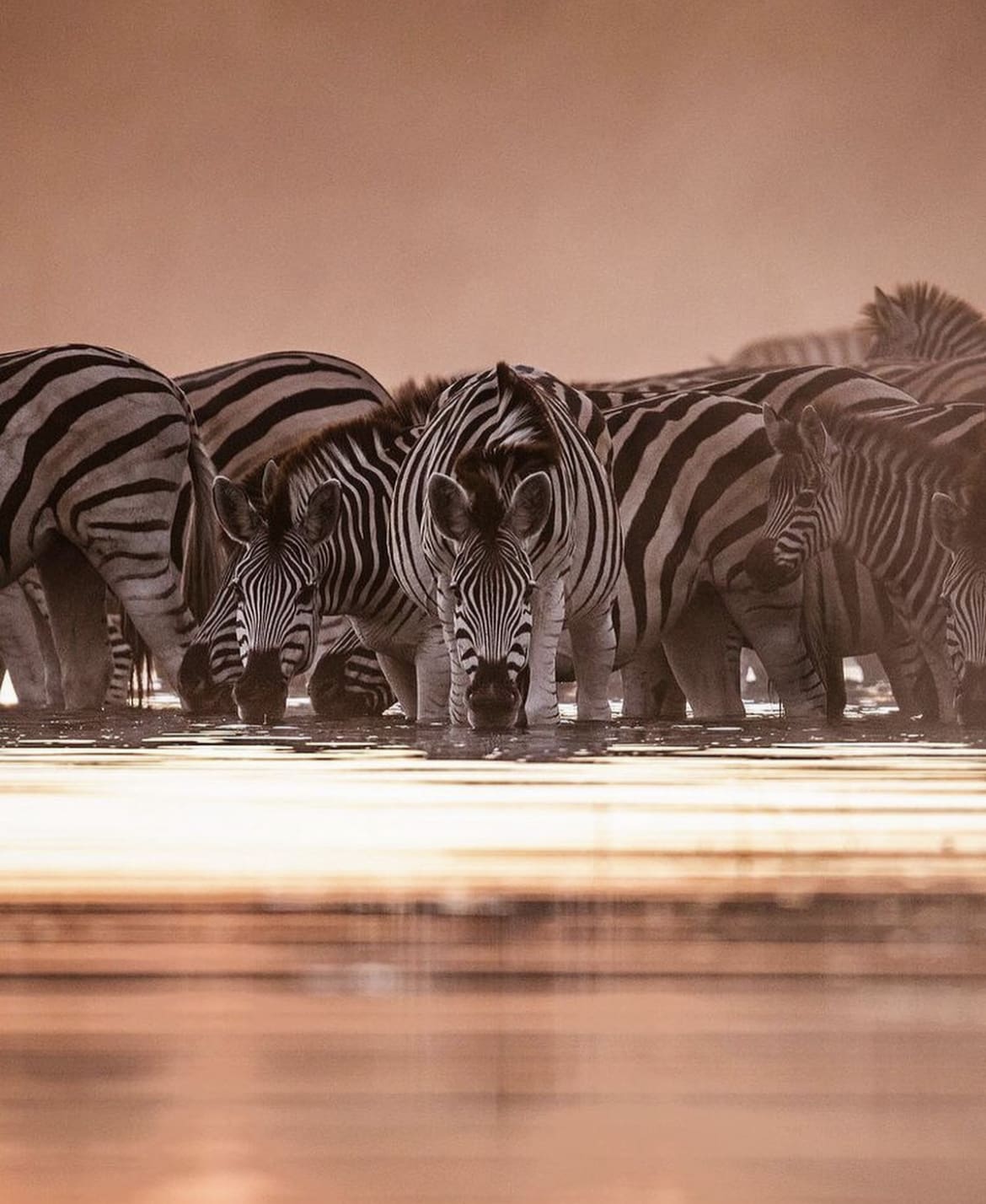 A herd of zebra drinking from the Boteti River | @valentinpacaut