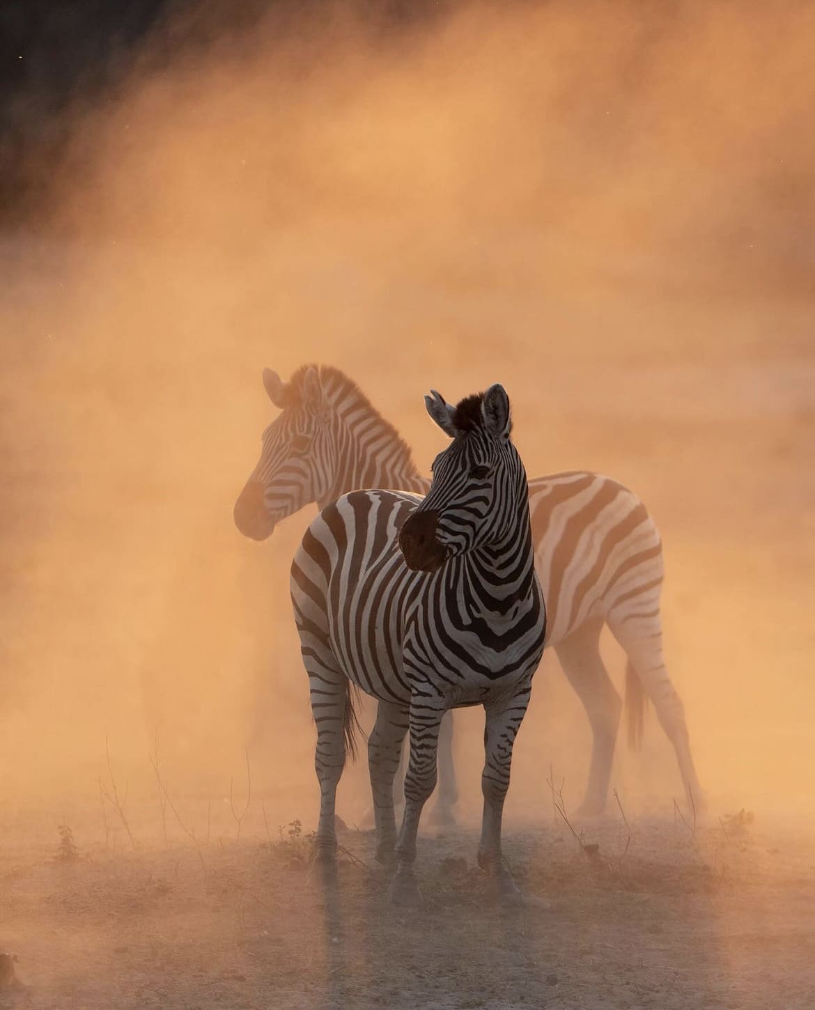 Zebras in the dust of Makgadigadi Pans, Botswana 