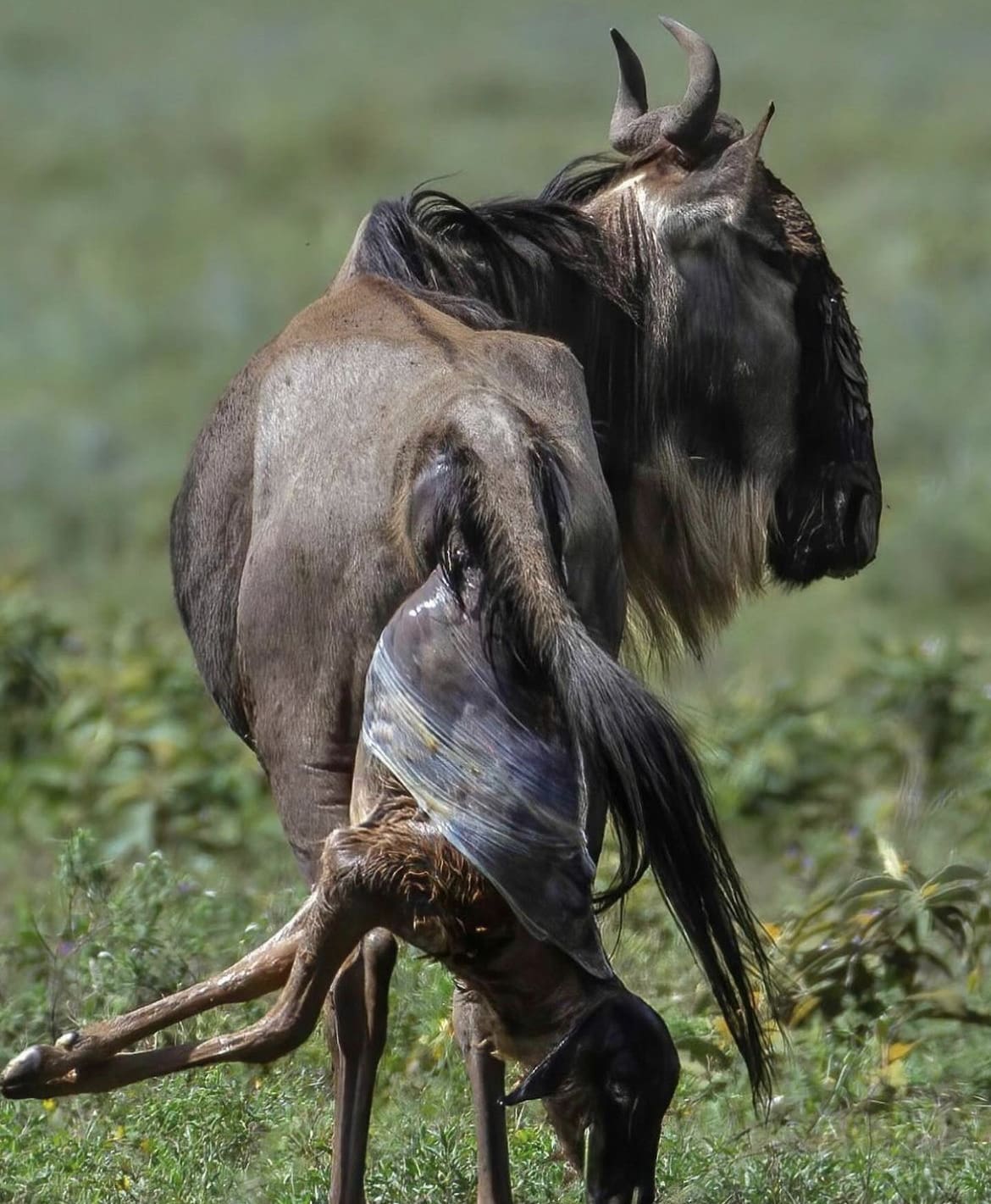 Wildebeest giving birth in Africa