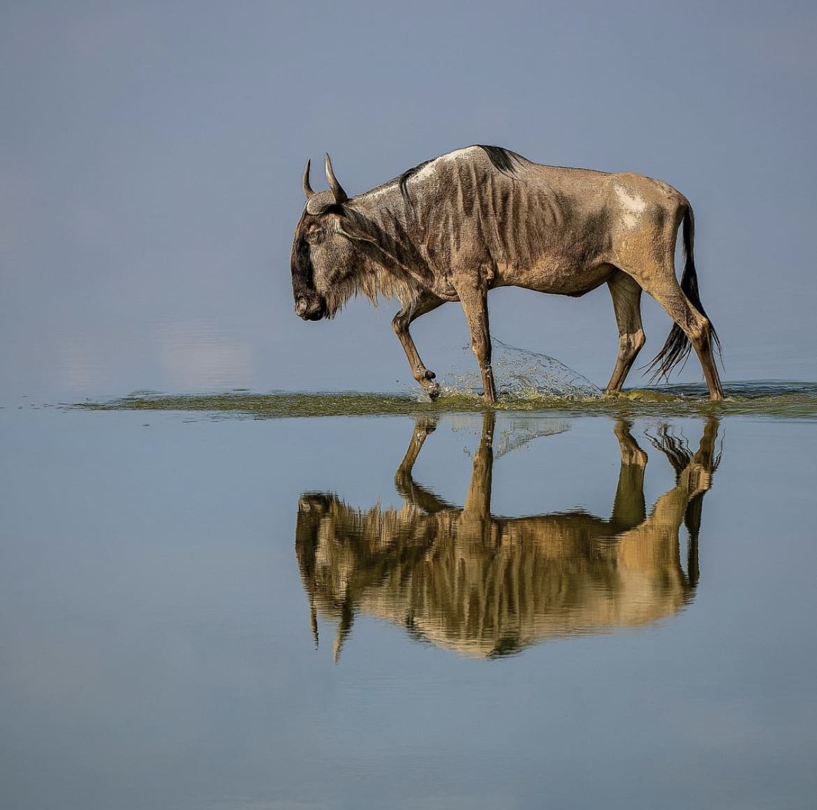 Wildebeest reflection as it walks across a shallow lake