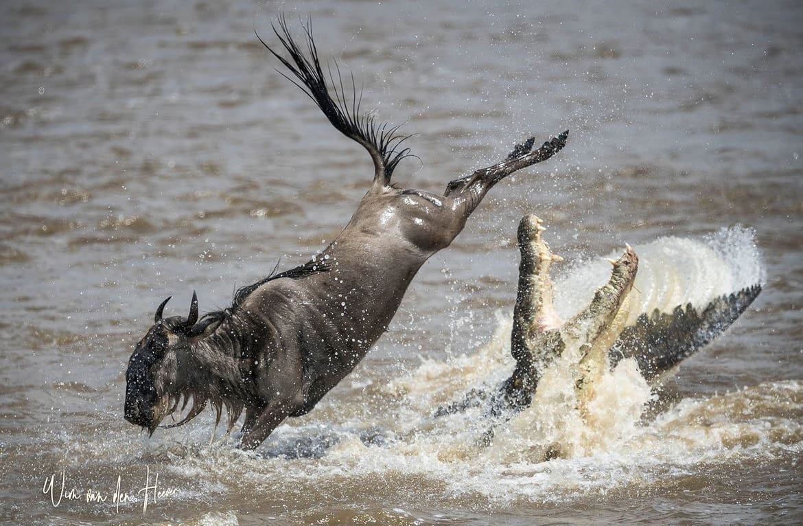 Crocodiles hunting during the great migration