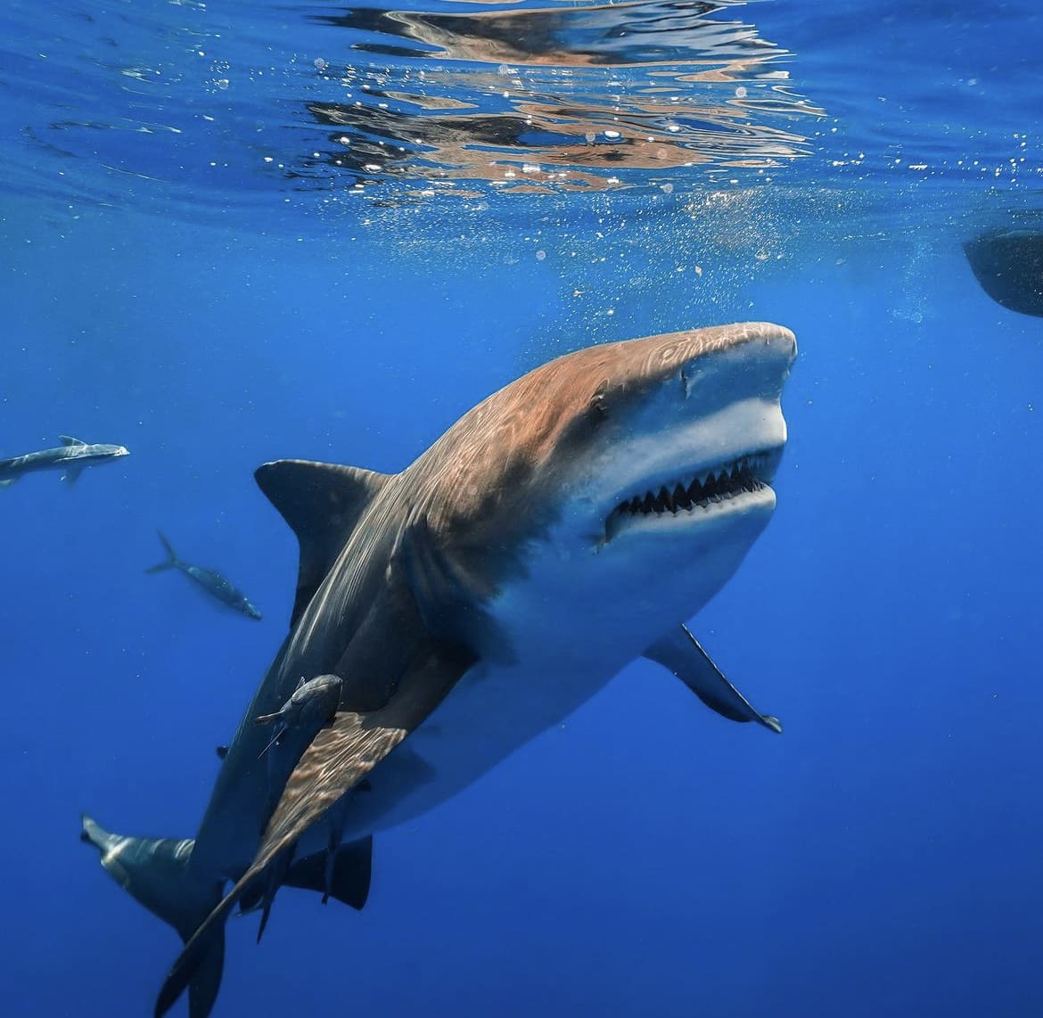 Freshwater aquarium sharks- beauties or the beasts?