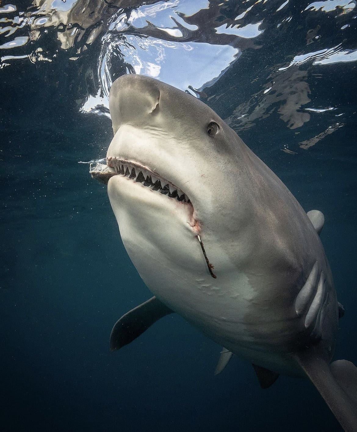 Bull shark with hook in its mouth