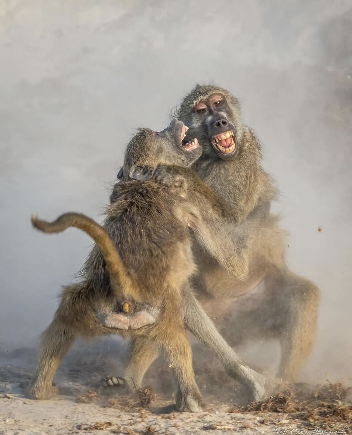 Monkeys fighting in Africa