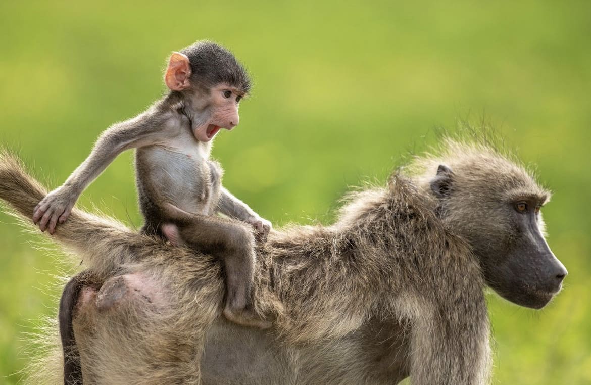 baby baboon playing with its mother