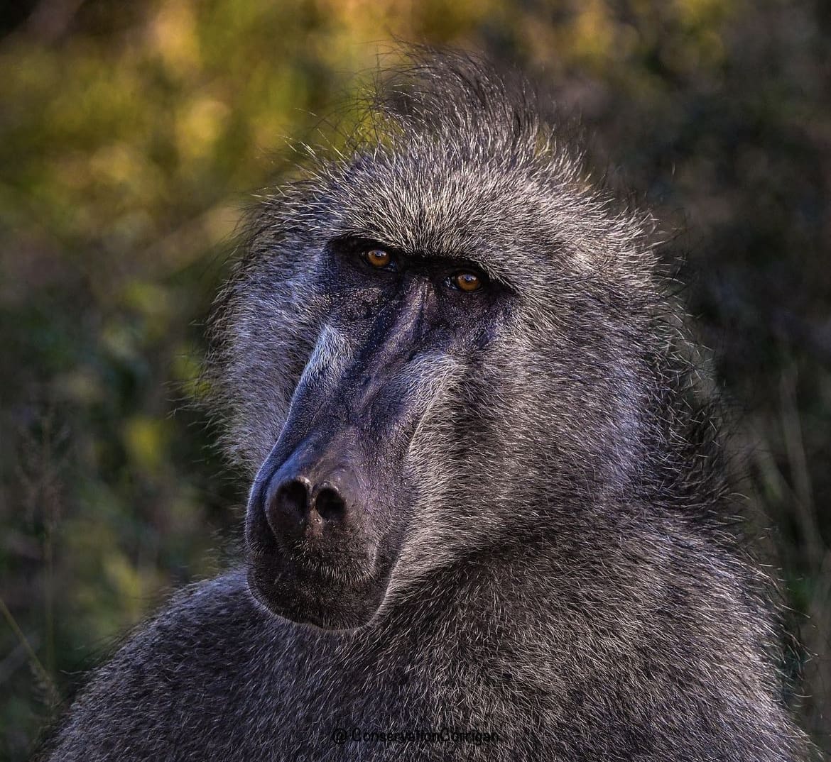 baboon portrain