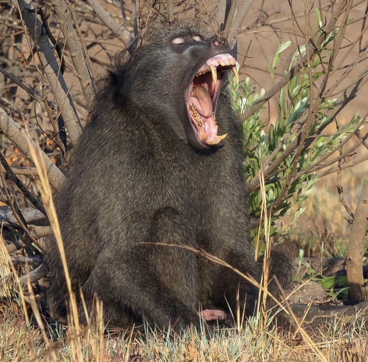 African Baboon Yawn