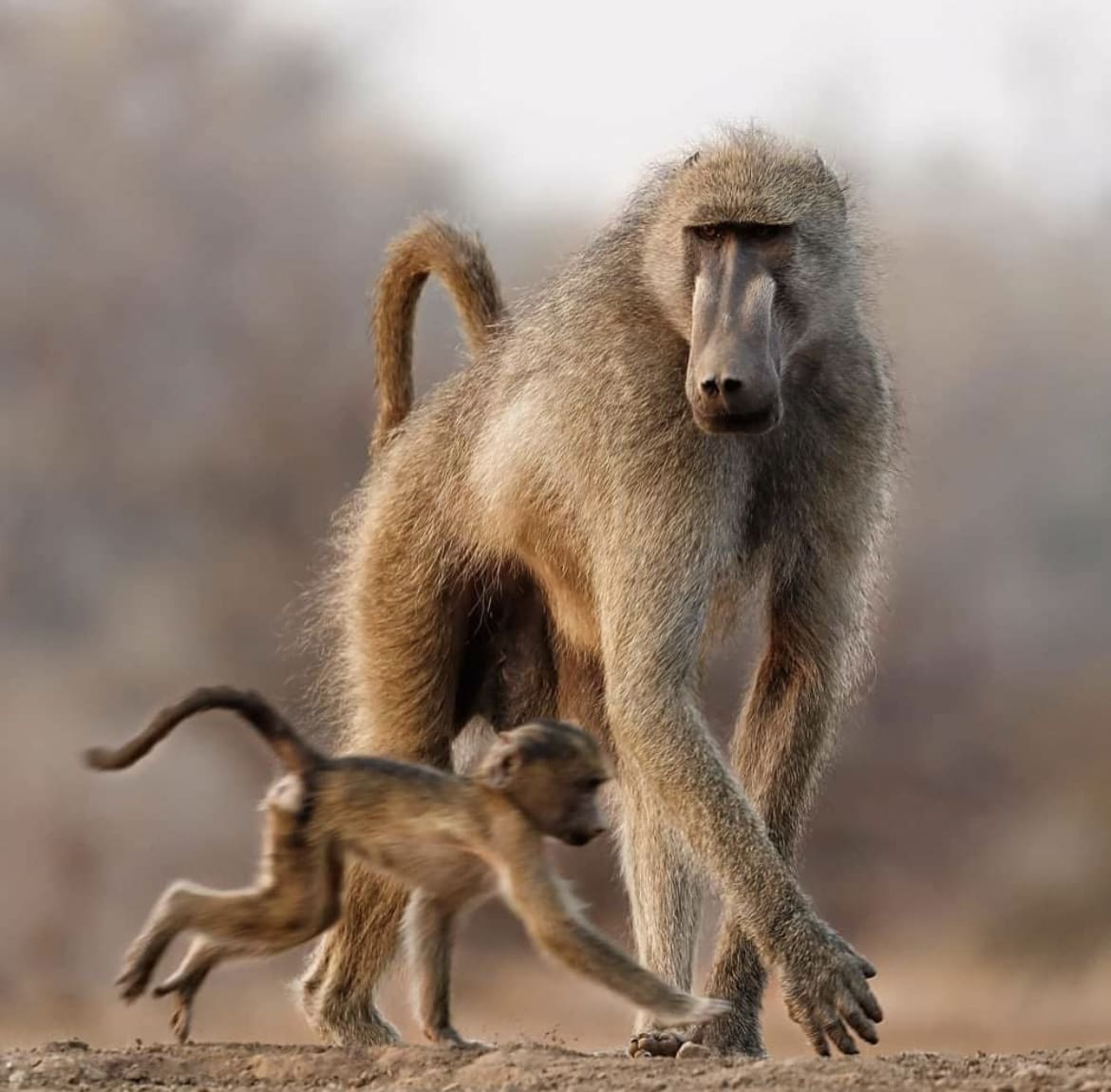 Chacma baboon mother and baby