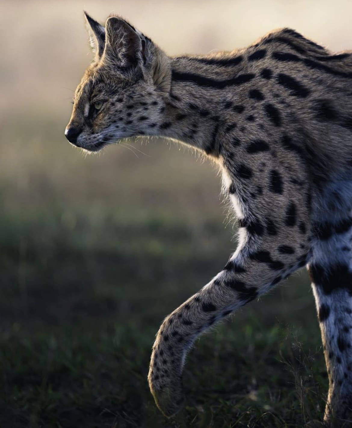Serval cat on the move