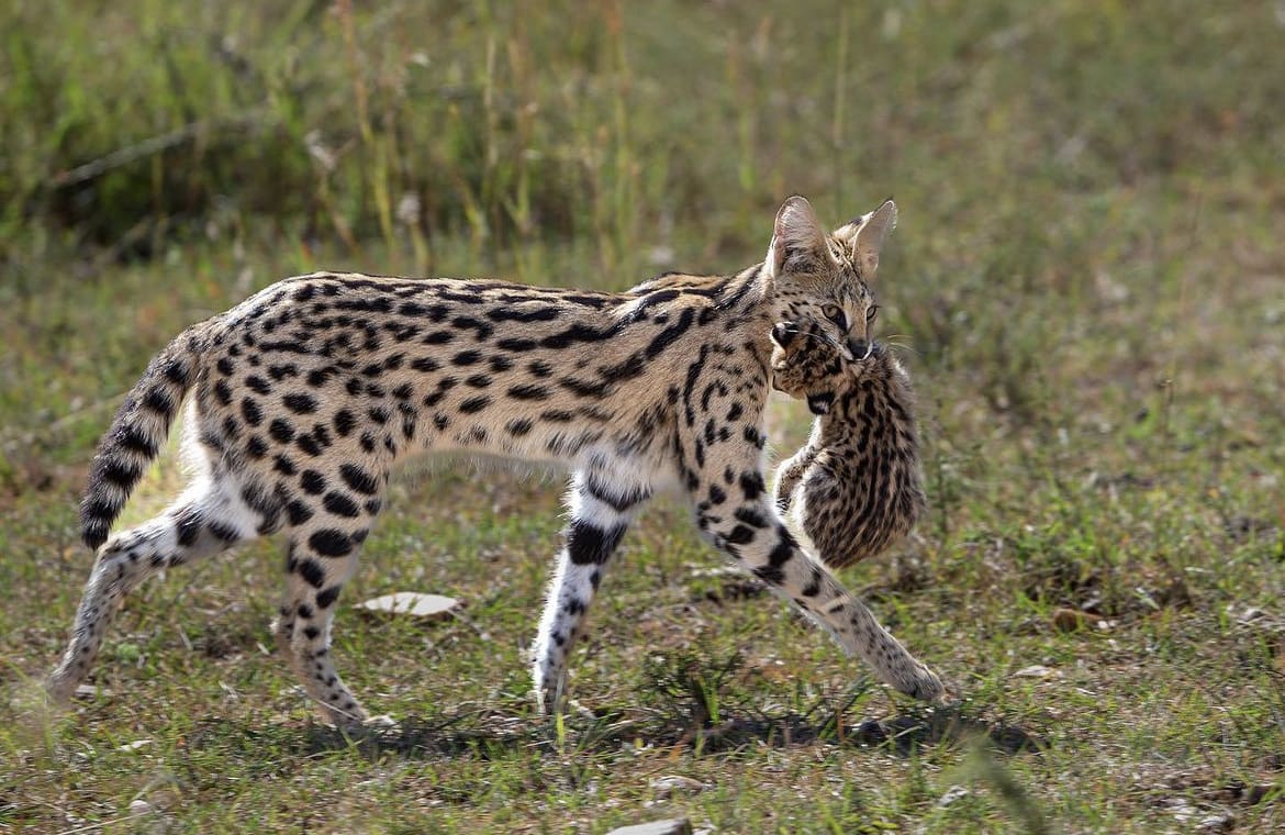 Serval mother and kitten