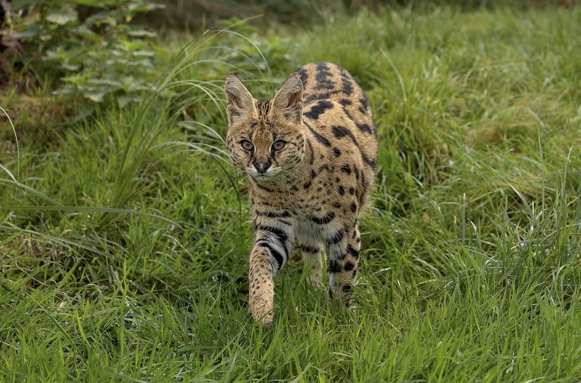 Serval hunting in the grass
