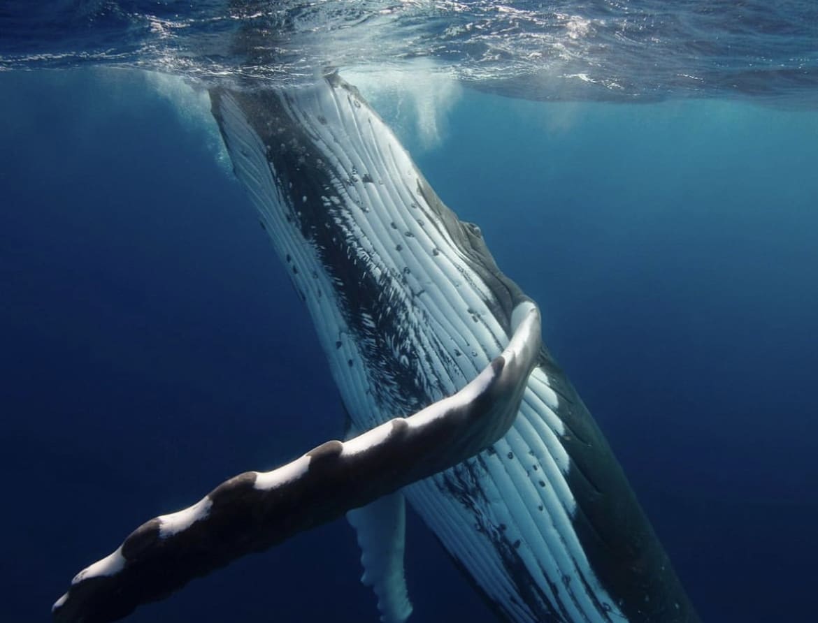 Humpback whale exploring the surface