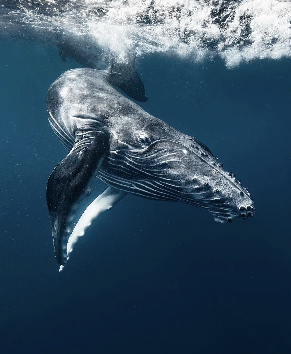 Whales in Tonga