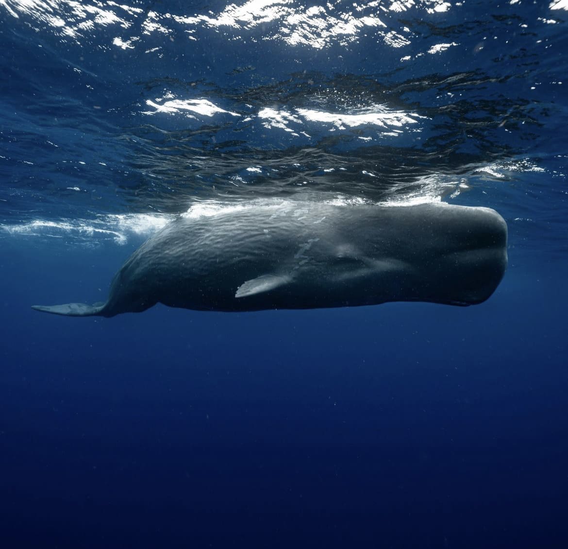 Sperm whale at the surface