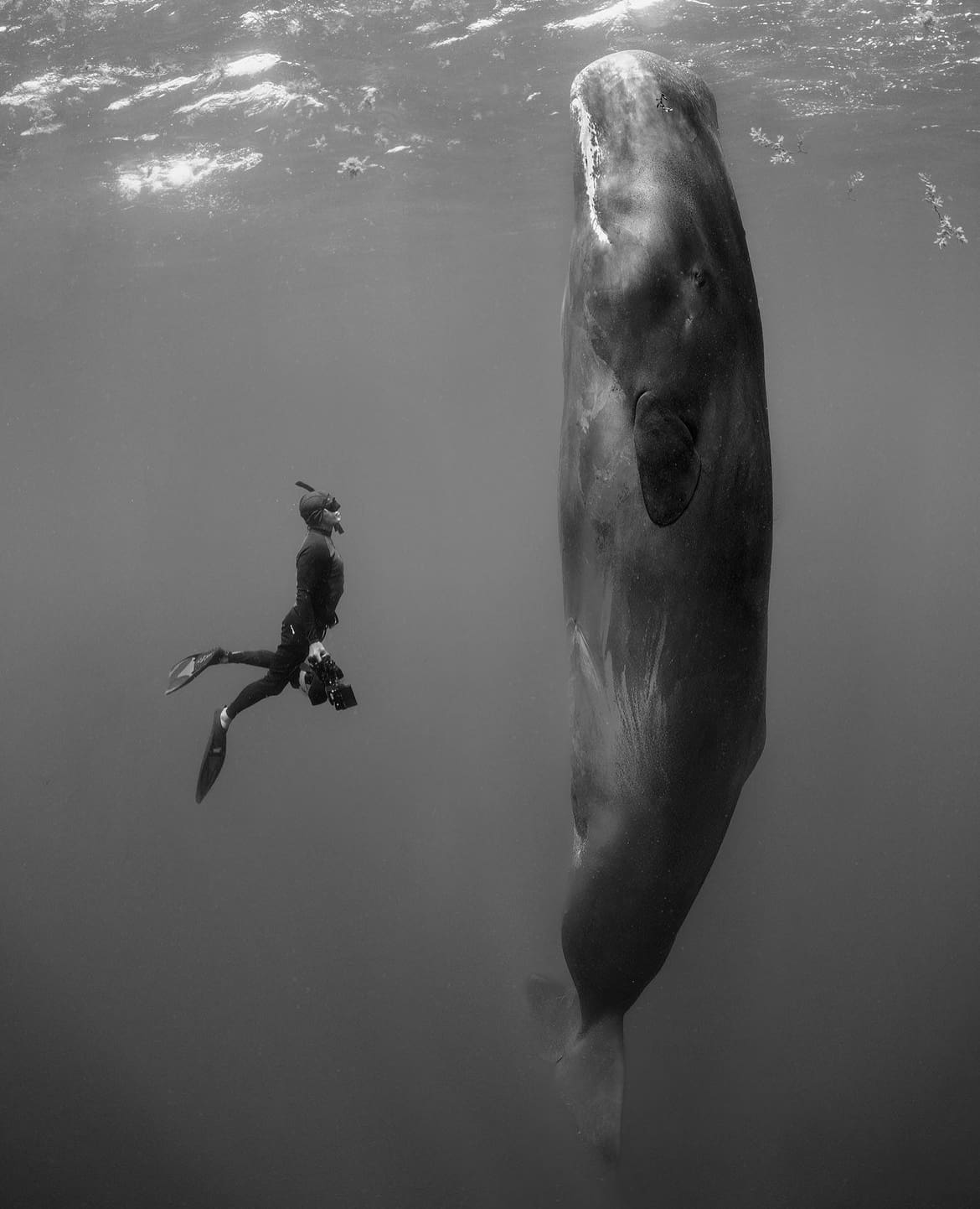 face to face with large marine mammals