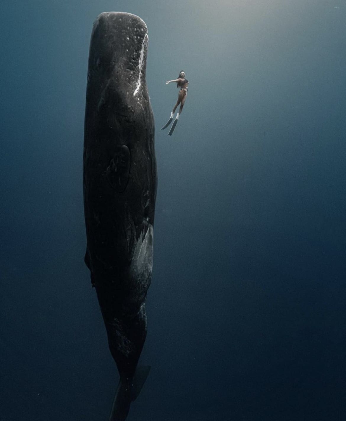 Size comparison with sperm whale