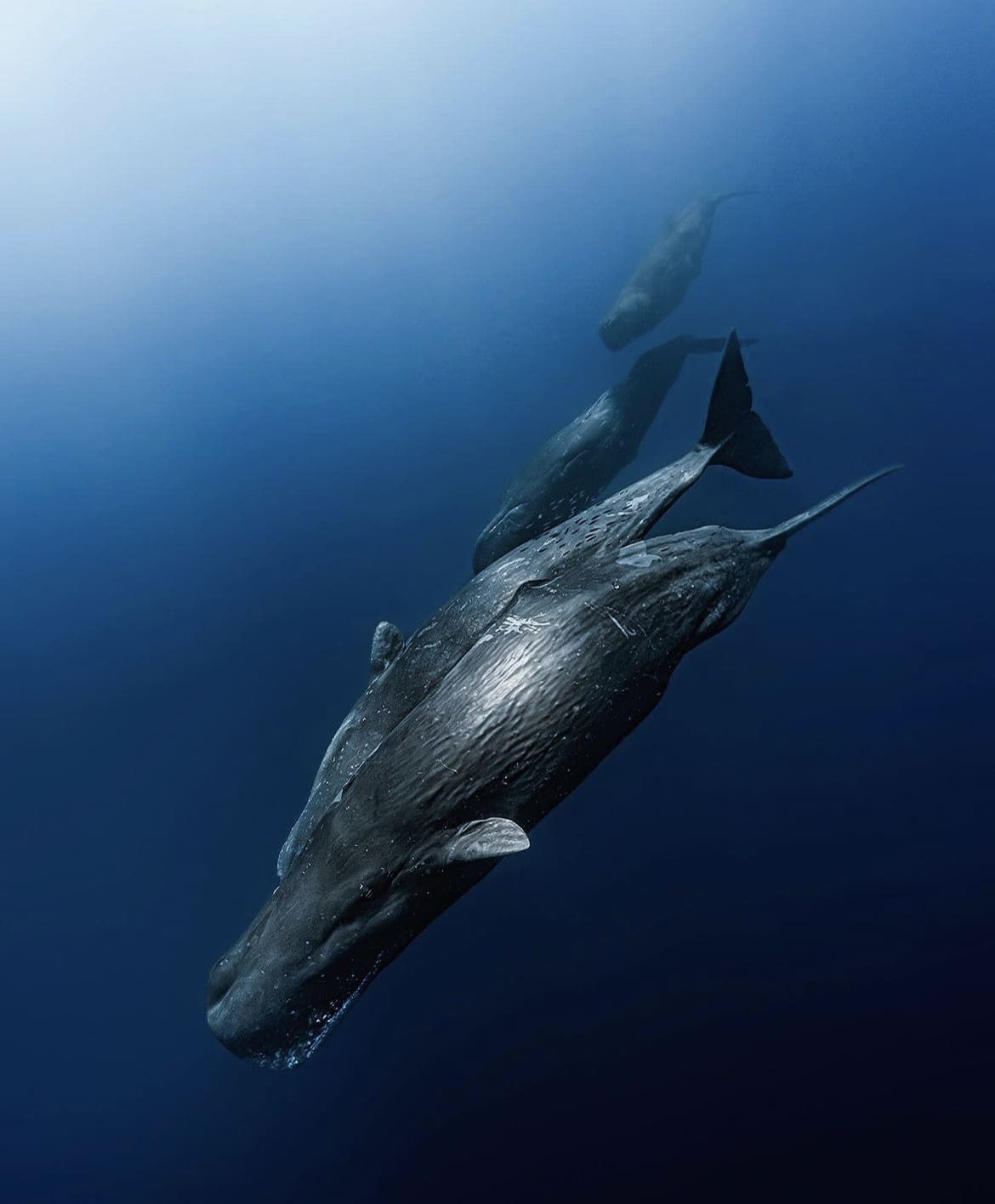 Sperm whale pod diving