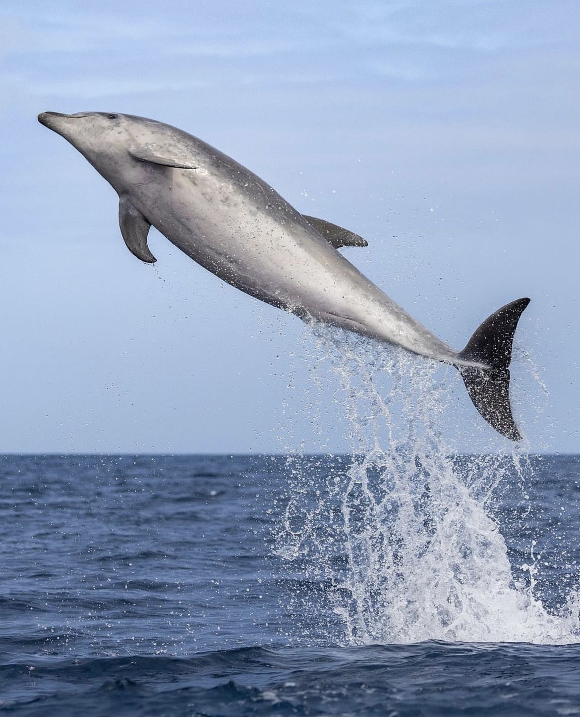 bottlenose dolphin jumping out the ocean