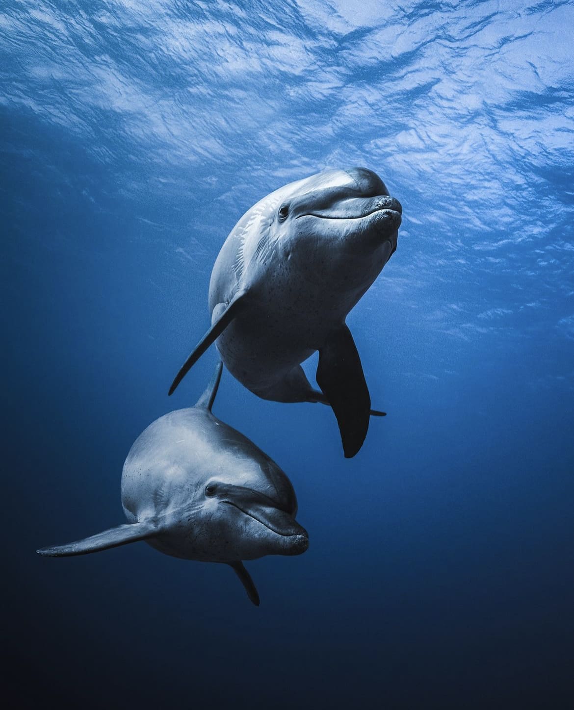 Diving with Bottlenose Dolphins