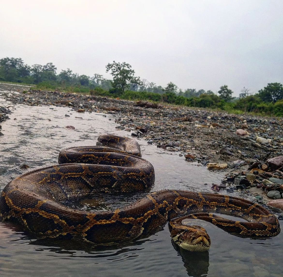 Burmese python in a stream