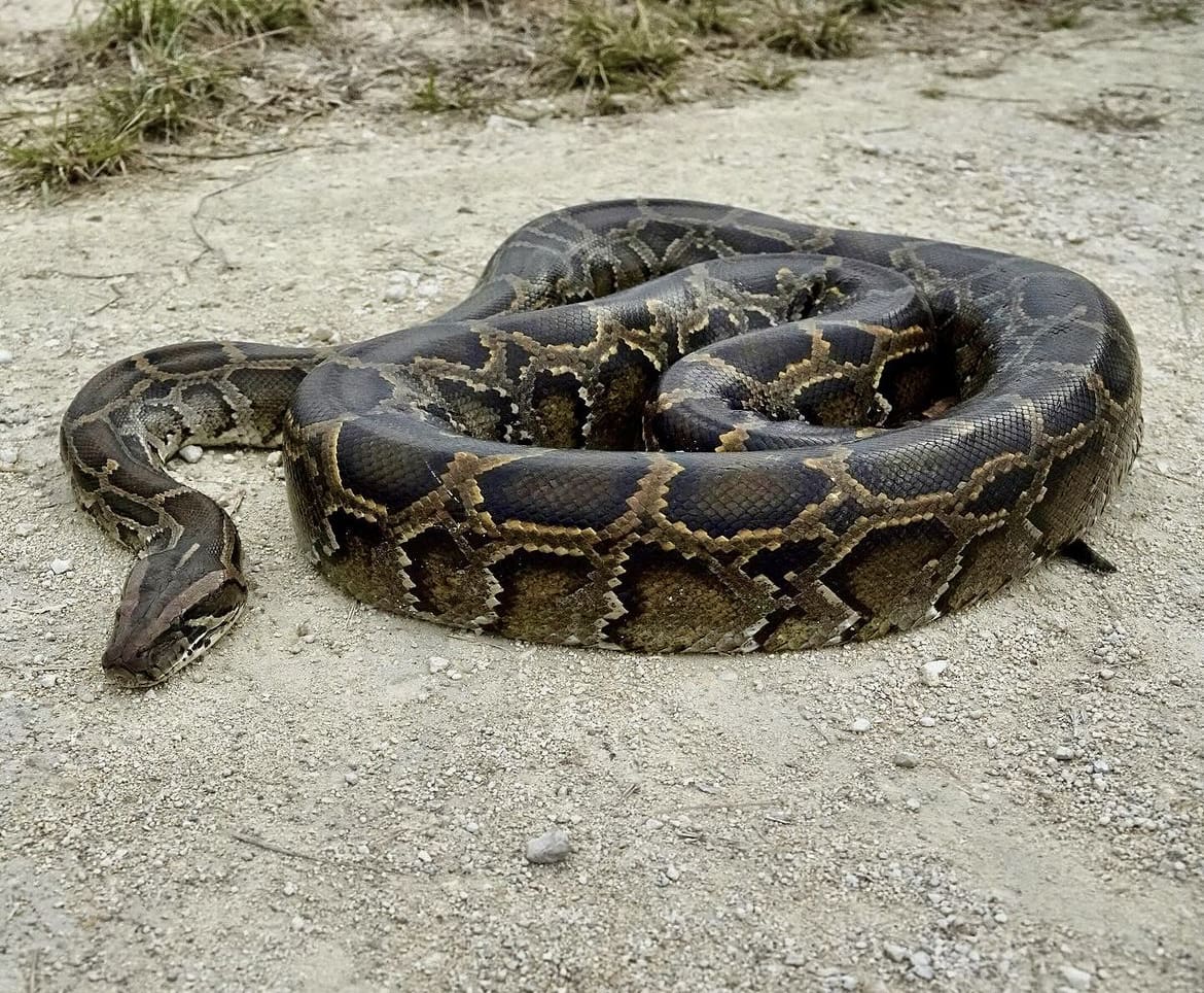 Python in Florida