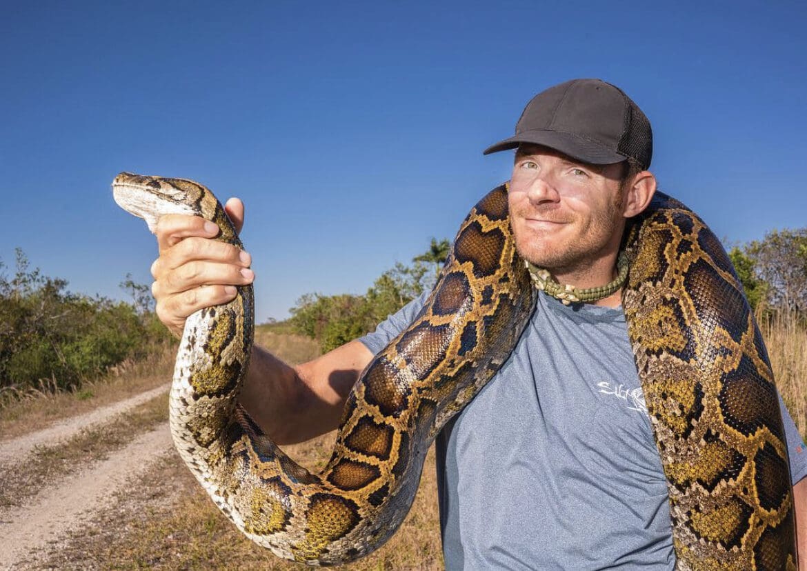 Wild python caught in the Everglades