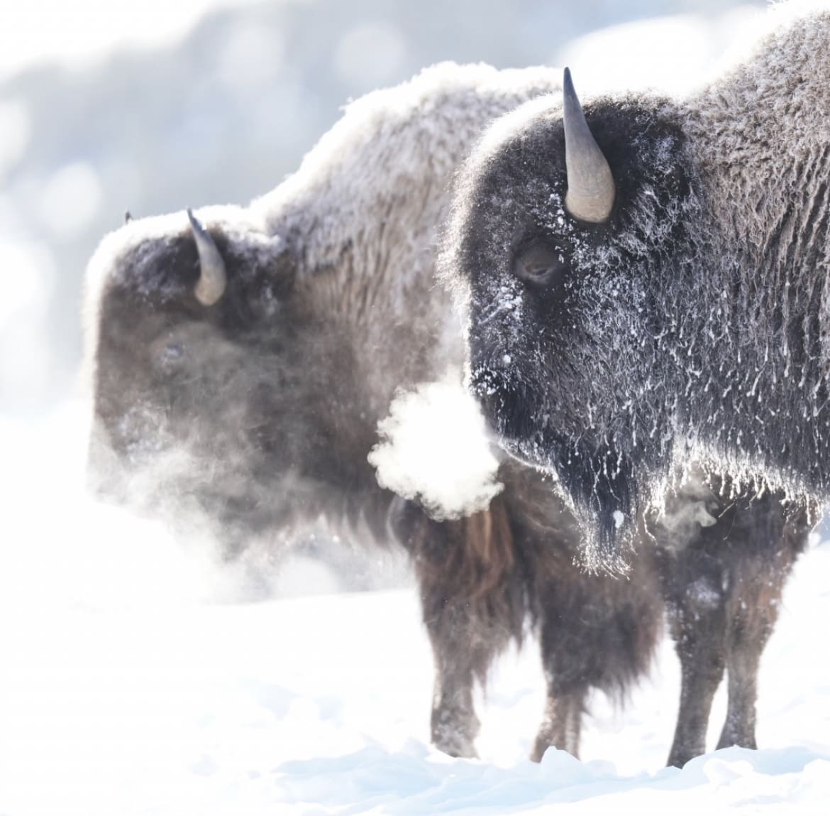 Buffalo in the snow