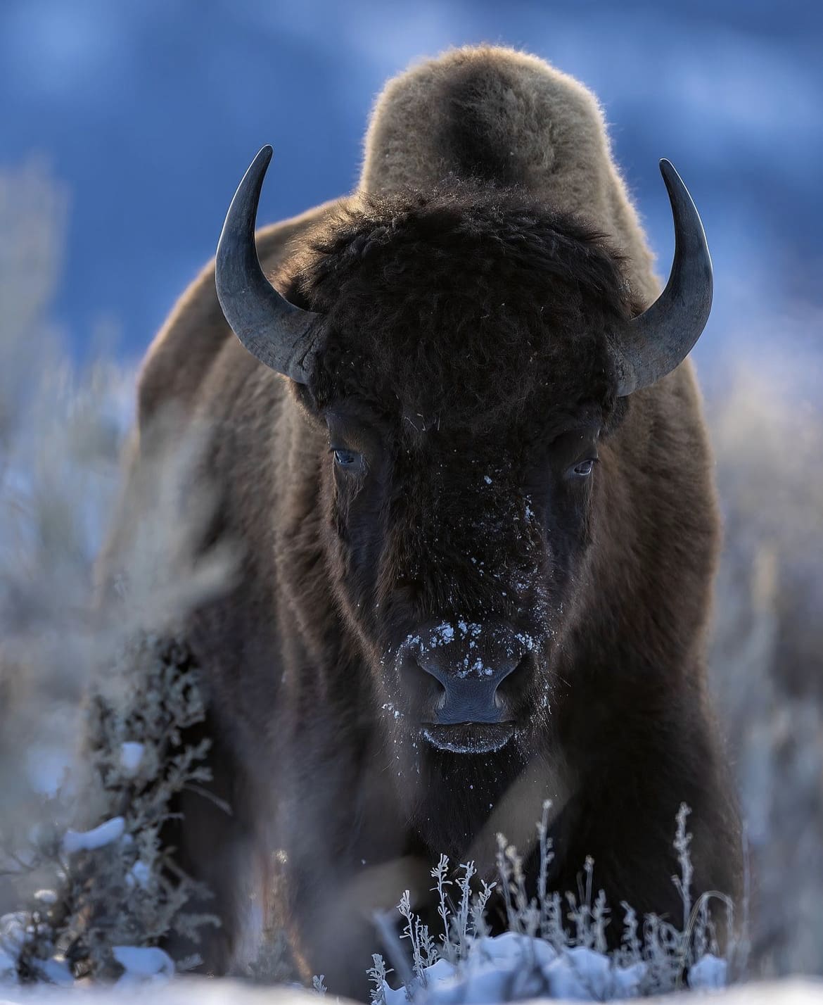 Bison horns