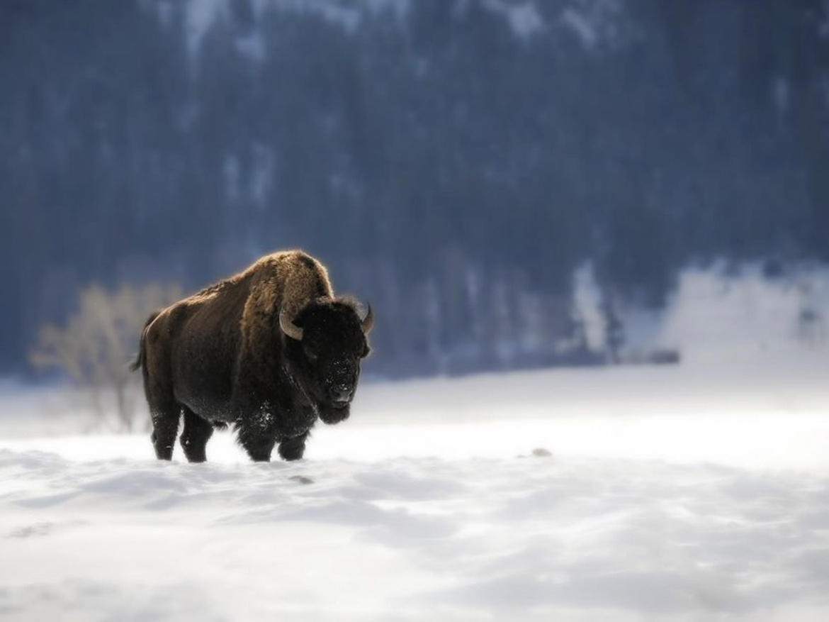 lone bison