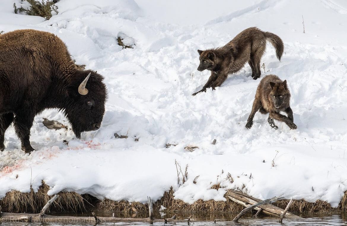 Bison vs Wolves