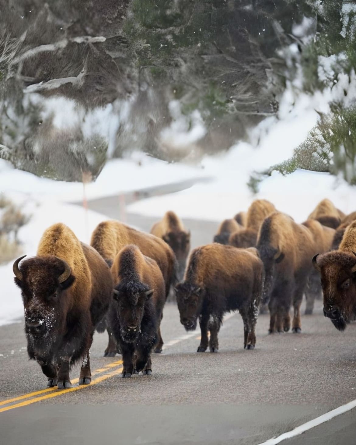 Bison in the road, Yellowstone